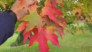 Sugar Maple (Acer saccharum) aka Hard Maple, mature specimen with fall colour in Sherwood Park, AB