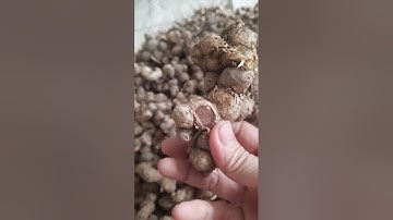 ngãi đen nàng thâm .cuối mùa nhưng em vẫn duy trì cho khách nhà e có để trị bệnh zalo 0358804808