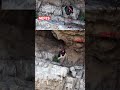 Cehennem Deresi’nde nadir karaleylek görüntülendi