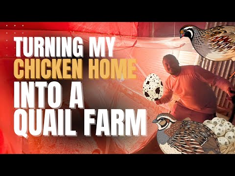 Turned my Chicken Home into a mini Quail Farm 🥚