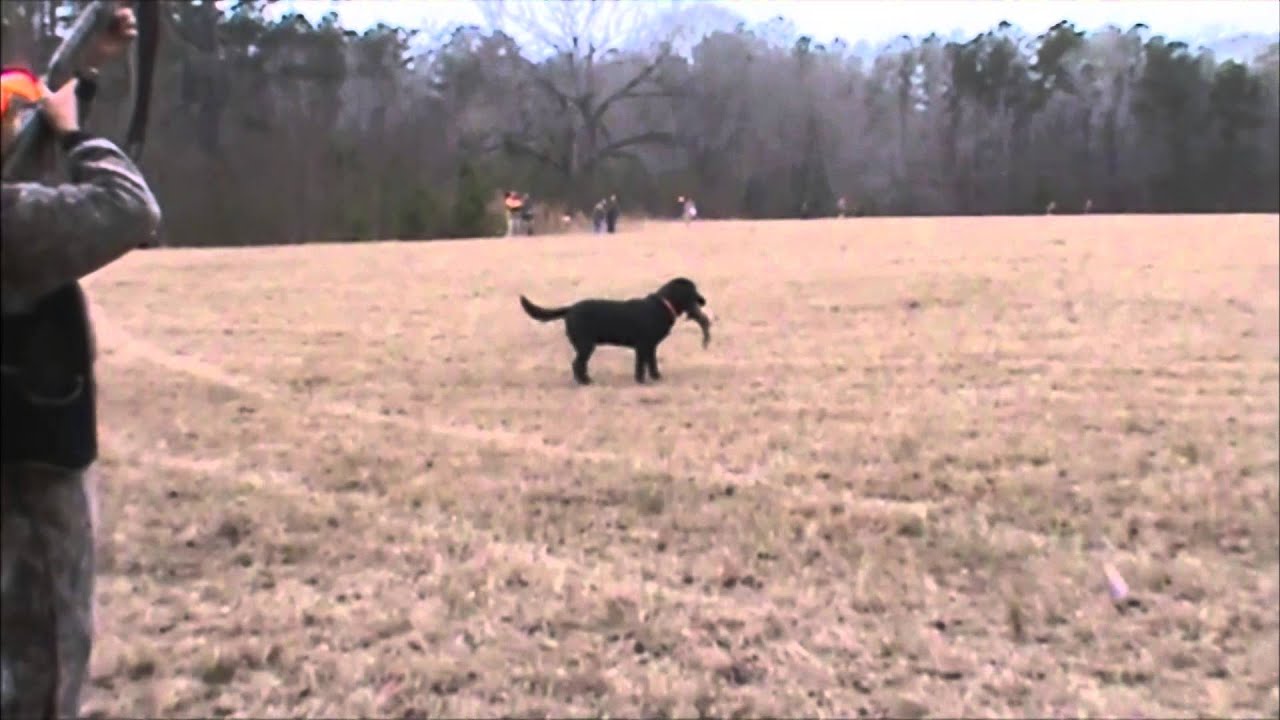 Alabama Pheasant Hunt at Great Southern Outdoors Wildlife Plantation