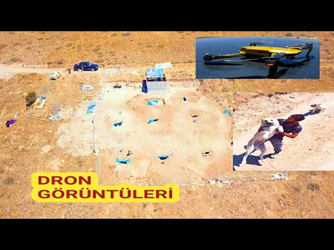 DRON İLE KÖPEKLERİMİZİ GEZDİRDİK GÜZEL DRON GÖRÜNTÜLERİ ALDIK KÖPEKLERİN DRON İLE İMTİHANI