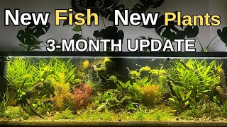 Dirted Tank 3-Month Update, No Filter, No Co2, No Fertilizer, No Water Change, Ecosystem | 2024