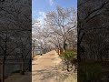2025년 설레임 벚꽃축제 이번 주말엔 만개에요 꼭 가보세요 영천 망정우로지공원 아이와 함께 좋아요  가족나들이  참고 주변 맞집이 없어 아쉬워요