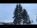 🇨🇦 তুষারময় শুভ সকাল ❄️