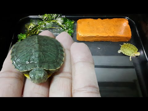 feeding my baby turtle ให้อาหารลูกเต่าญี่ปุ่น