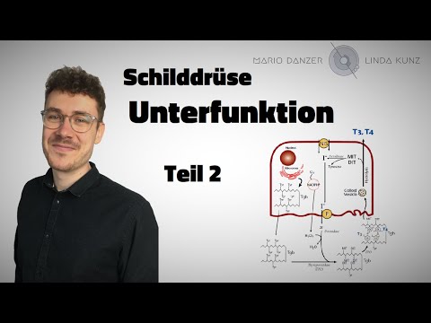 Video: Bei der Synthese von Schilddrüsenhormonen?