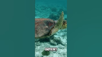 Sea Turtles Have Built-In GPS