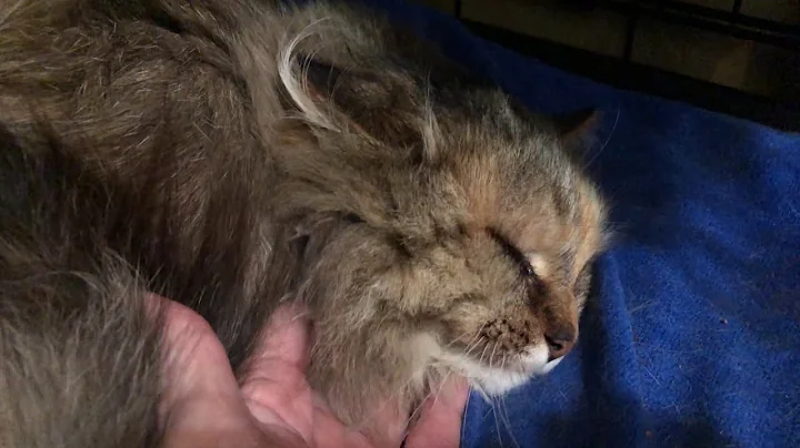 Video 882501: persian maine coon mix, purring