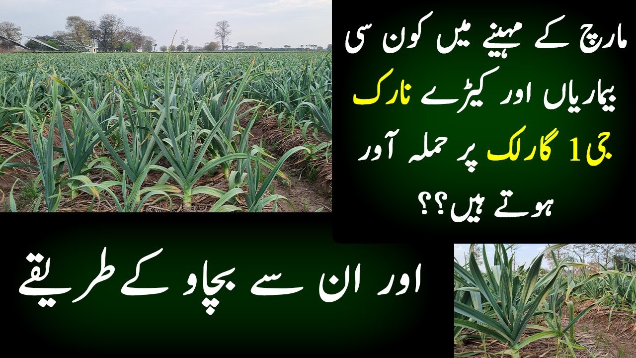 Narc G1 Garlic Diseases In March | Narc G1 Garlic for Sale | Banu Mukhtar Farms