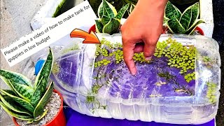 How To Make LOW To NOCOST Guppy FishTank. NO Airpump! NO Filter!