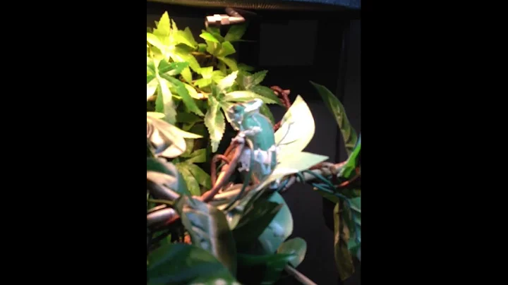 Peatree shedding