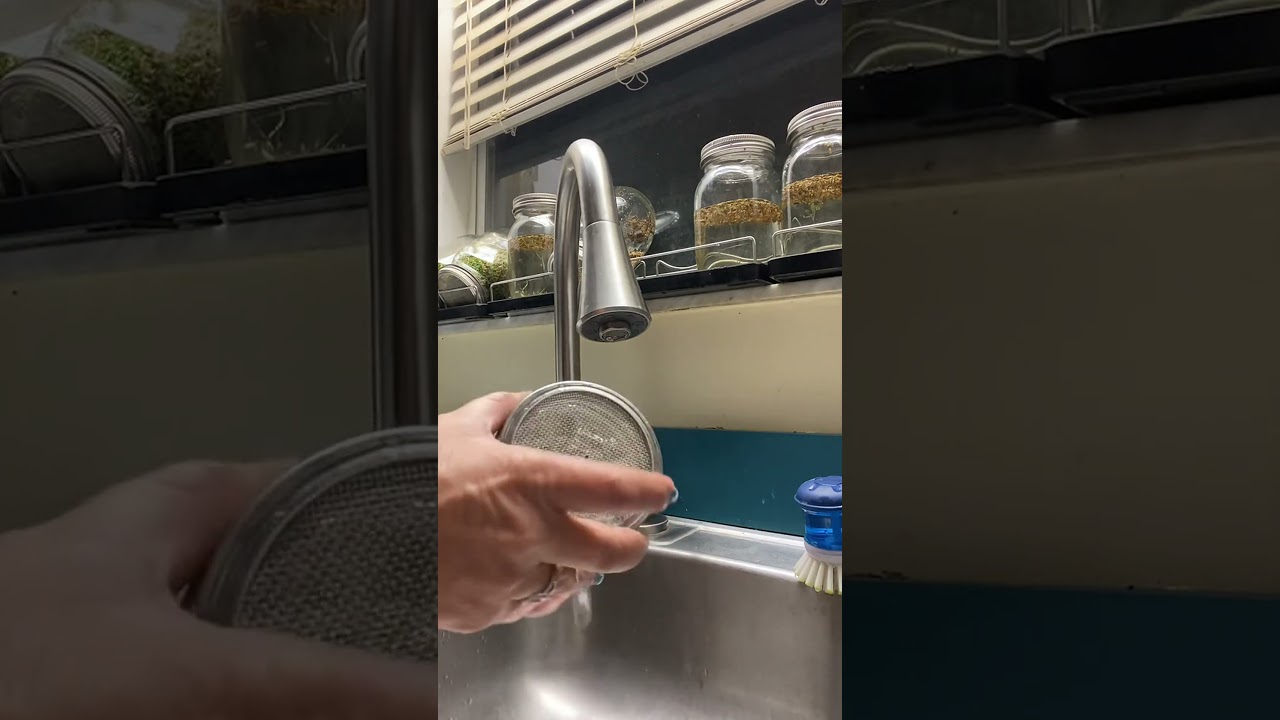 Growing Chicken Feed Using Seed Mix and Jars