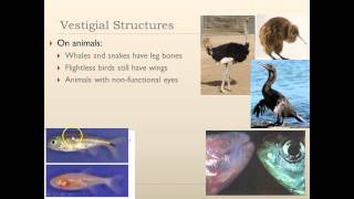 Target B2.2: Vestigial, Homologous, & Analogous Structures