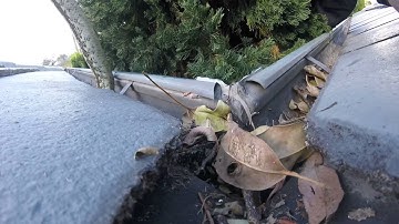 carpet python in tallai