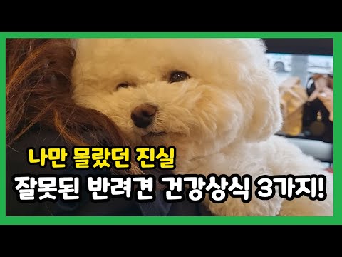 믿으면 안되는 강아지 건강상식 3가지 【강아지 키우기│비숑프리제 강아지】