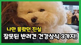 믿으면 안되는 강아지 건강상식 3가지 【강아지 키우기│비숑프리제 강아지】