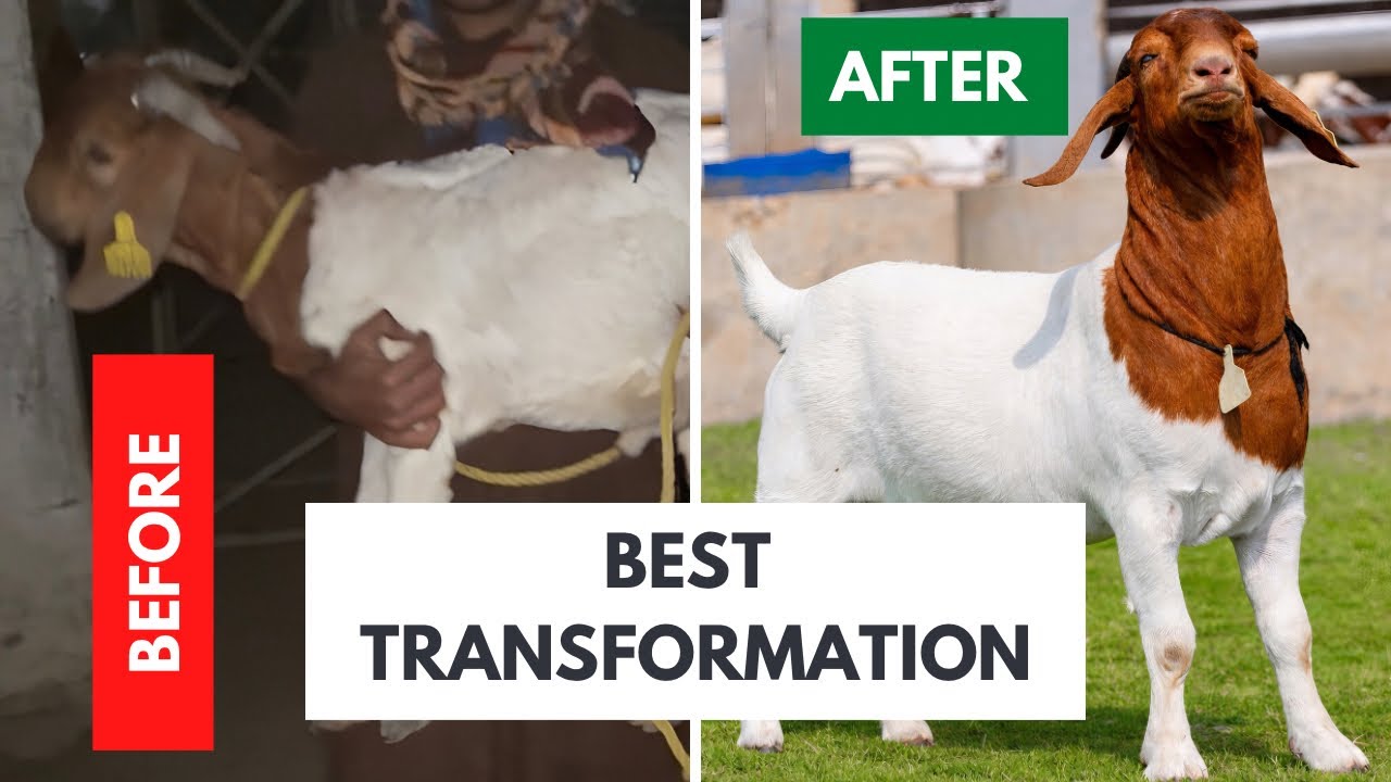Amazing Goat Transformation | Before vs After Growth | Hum Farm Feed 