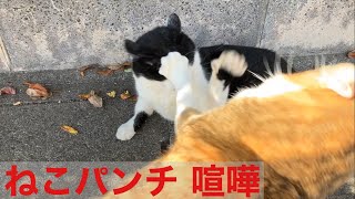 ねこパンチ 喧嘩