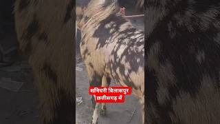ऐसा बकरा बिलासपुर शनिचरी मार्केट में पहली बार देखा गया!”#Bakra##bilaspur #short#bakraeid