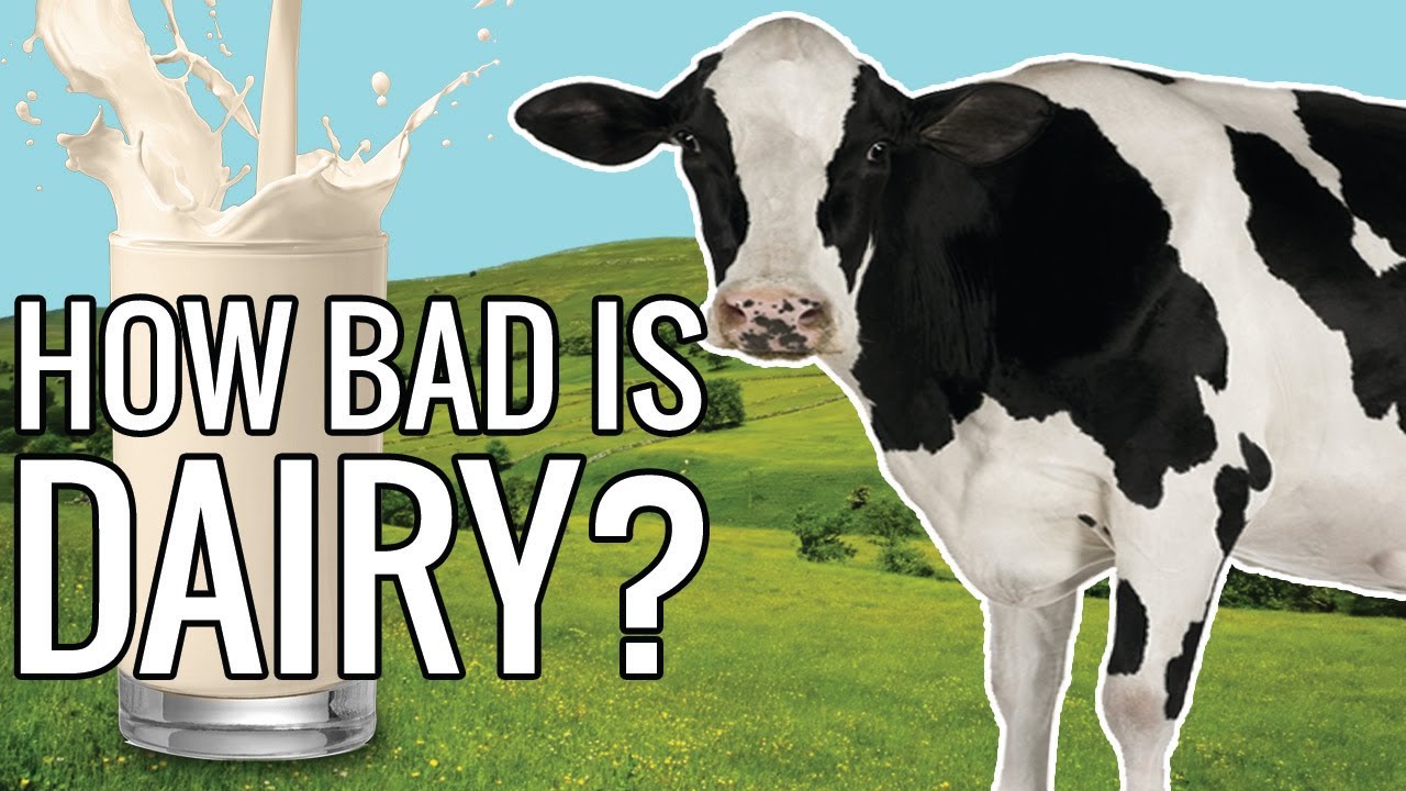 How bad is dairy? YouTube