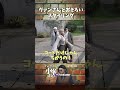 【#ストグラ】ヴァンさんとお揃いコーデな小峯れい【GTA5/FOXRABBIT/小峯れい/ハイライト/切り抜き】#shorts