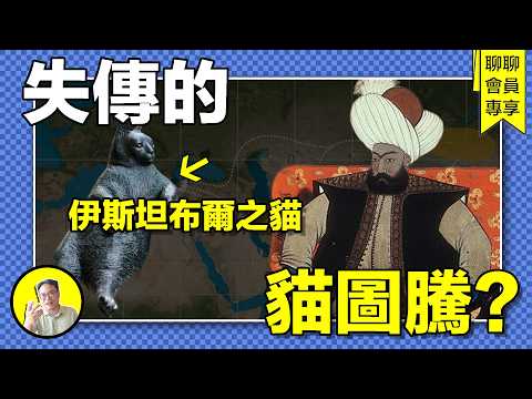 「貓城」伊斯坦布爾：為什麼這裏是貓的天堂？幾十萬只流浪貓在此安家，傷害貓要被判刑......|總裁的杯中宇宙