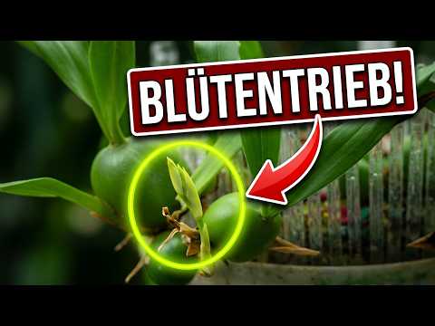 Coelogyne cristata: Blütentrieb oder Neutrieb sicher bestimmen
