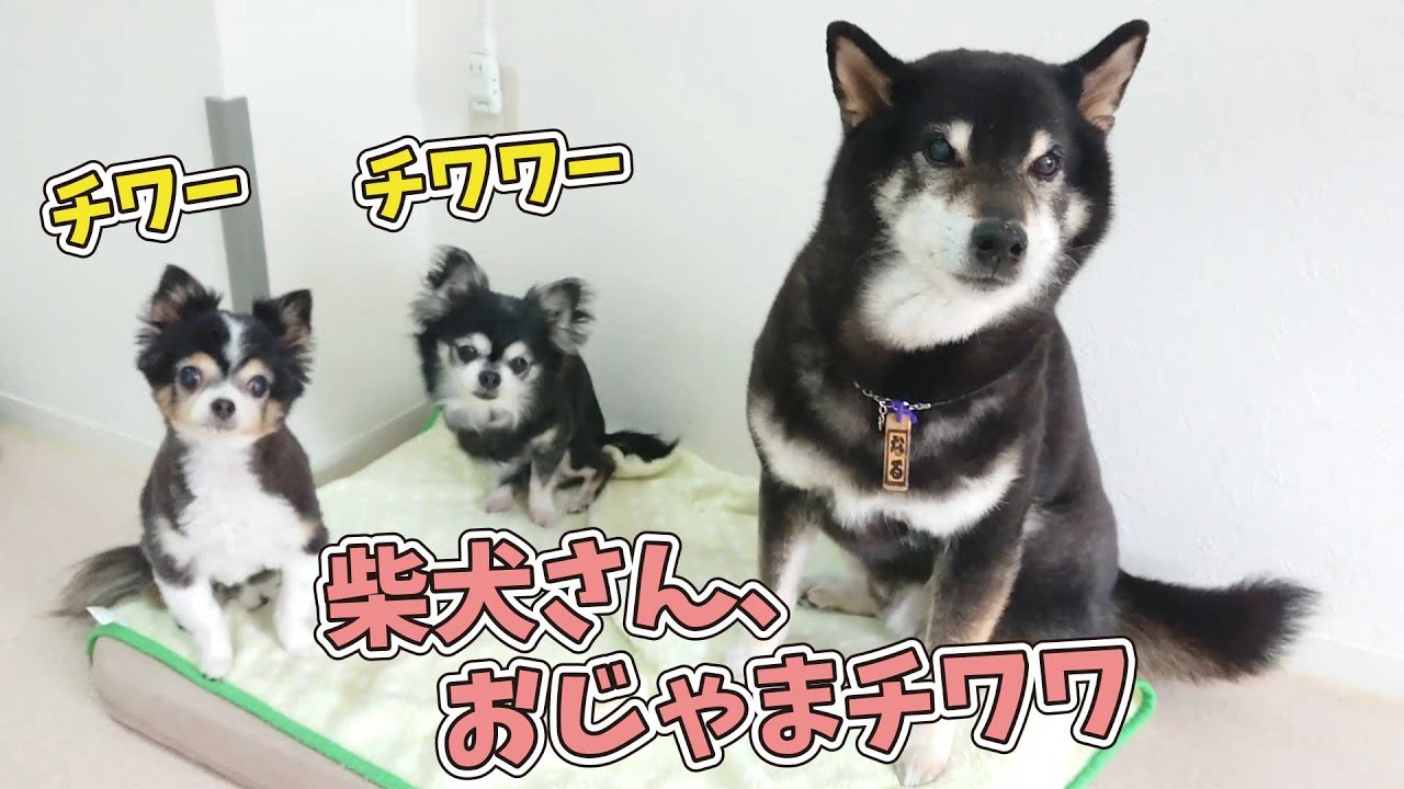 柴犬さん、おじゃまチワーす。 🐶ひみつきちなう！#1🐶 (チワワ 柴犬