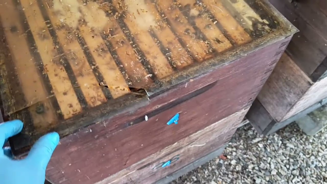 Nádherné včelstvo, dodávám již opakovaně předjarní příkrm, včetně těsta s bílkovinou.