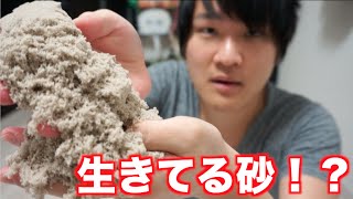 生きてる砂が予想以上にすごいんですけど！？