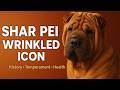 Shar Pei Dog Facts & History Why This Wrinkled Dog Was Once the Rarest Breed Ever
