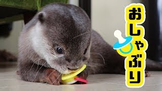 カワウソ コタロー　赤ちゃん用おしゃぶりあげてみた　Kotaro the Otter and Baby Pacifier