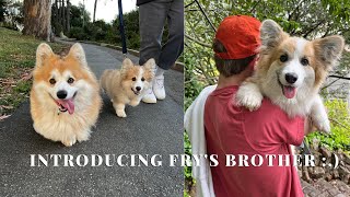 Introducing Fry's new corgi brother! [fluffy corgi puppy]