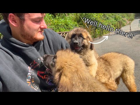 この子犬たちは成長が早いですね！