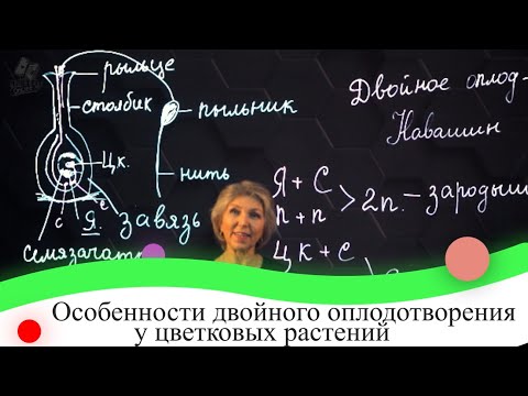 Видео: Что такое двойное оплодотворение у цветковых растений?