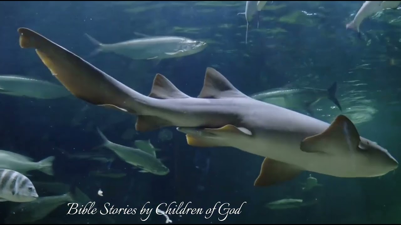 bible story in mandarin | book of genesis in mandarin | bible study in mandarin