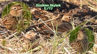 2023 10 18 Eurasian Skylark - Morning chores under the autumn sky