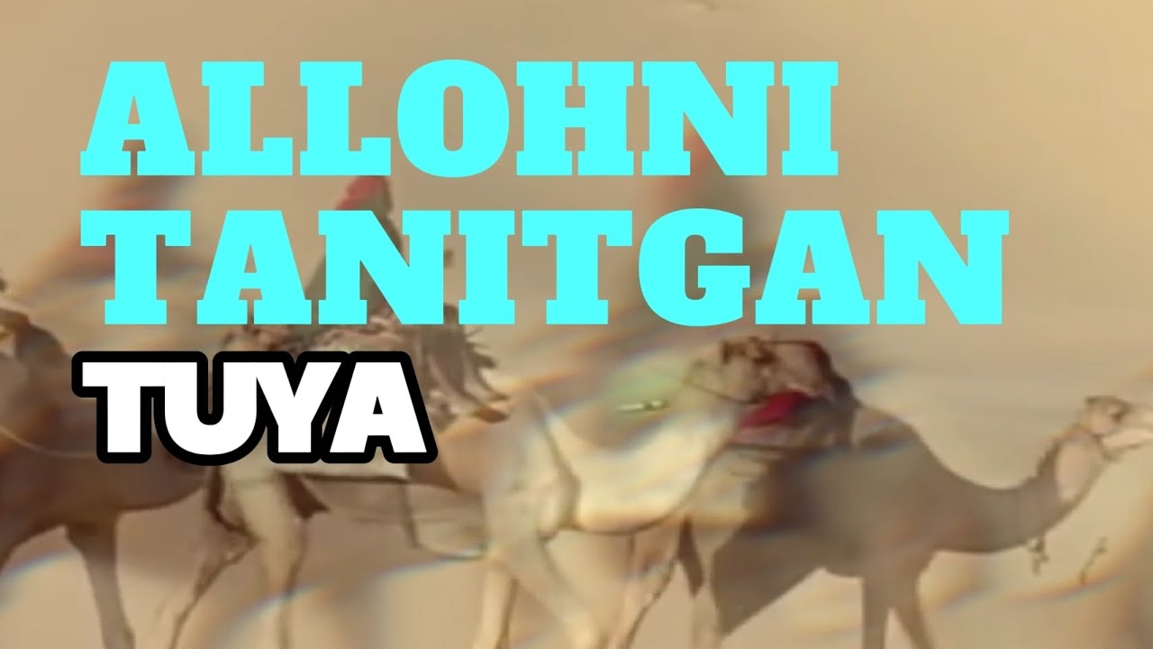 ТУЯ// ТУЯ ХАҚИДА ХАҚИҚАТЛАР - YouTube