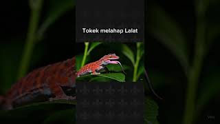 Tokek Lapar melahap lalat #tokek #lalat #viralvideo #gecko #horor #fypシ゚viral #robux #giveawayyy