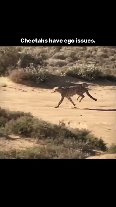 Ego holds power! #ego #cheetah #like #viral #foryou #share #comment