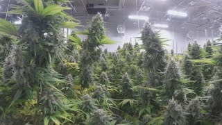Recreational marijuana sales to begin in Ohio
