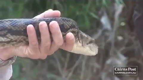 Nagini" Giant 5m Scrub Python - The Cairns Post