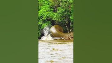 Thumbnail of why you should run away from an anaconda when you see one #snake #river #anaconda #fear #snakevideo