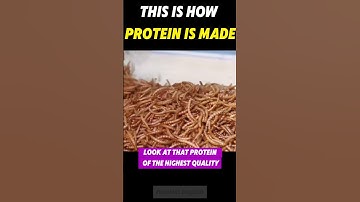 Thumbnail of This is how protein powder is made