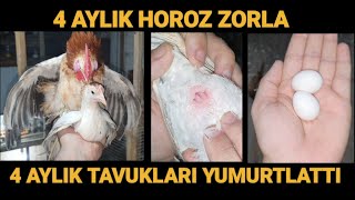 4 AYLIK KUDURUK HOROZ 4 AYLIK TAVUKLARI ZORLA YUMURTLATTI !!! 4 AYLIK TAVUK YUMURTLAR MI ?