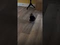 Pak Pak Pak Haha Roaster Sound Funny Shortvideo Pak Pak Pak Haha Roaster Sound Funny Shortvideo