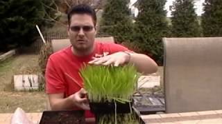 How to grow barleygrass from seed