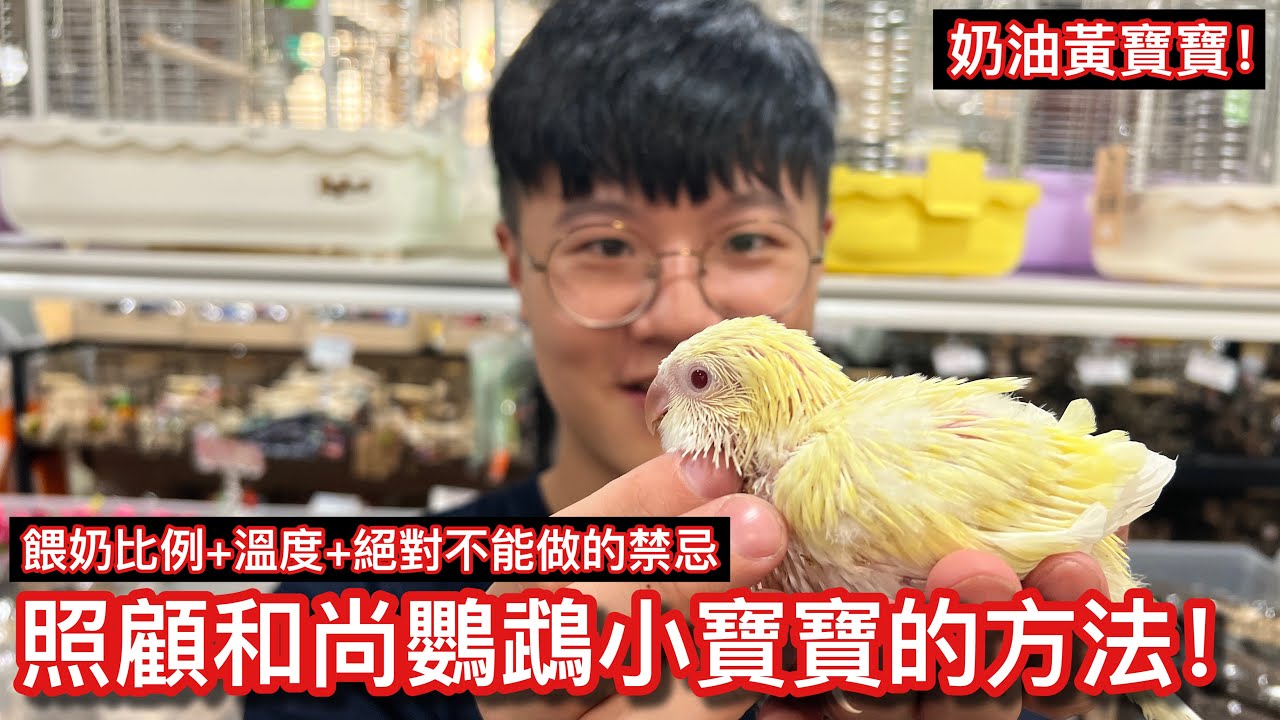 求奶舞！稀有「奶油黃和尚」寶寶怎麼餵奶？環境溫溼度控制與幼鳥空間設計集大全！【鸚鵡小木屋】