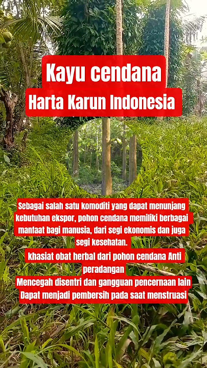 tanamanherbal #kayucendana #history #keindahanalam #cinematic